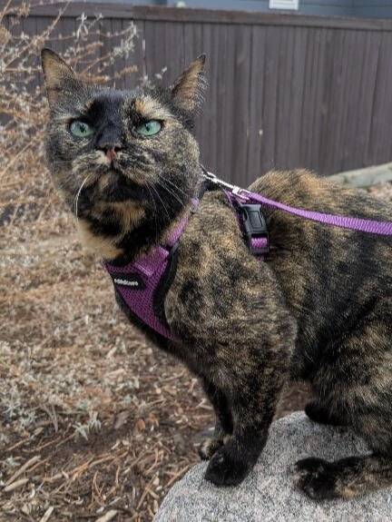 A tortoiseshell cat with short beige, brown, and black hair, and green eyes. She is wearing a purple harness and leash. She is standing on a large rock outside.